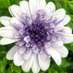 4D™ Silver Osteospermum Plant