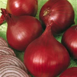 Red Wing Onion