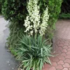 Adams Needle Yucca (Spoonleaf)