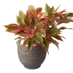 Aglaonema Firecracker