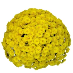 Belgian Mum® Allegra Yellow Plant