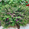 Allyson Lavender Cuphea Plant