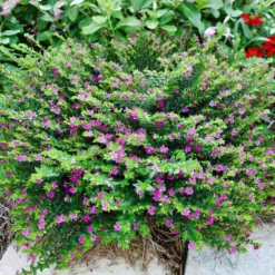 Allyson Lavender Cuphea Plant