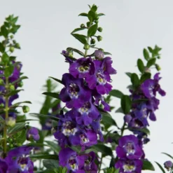 Alonia™ Big Blue Angelonia