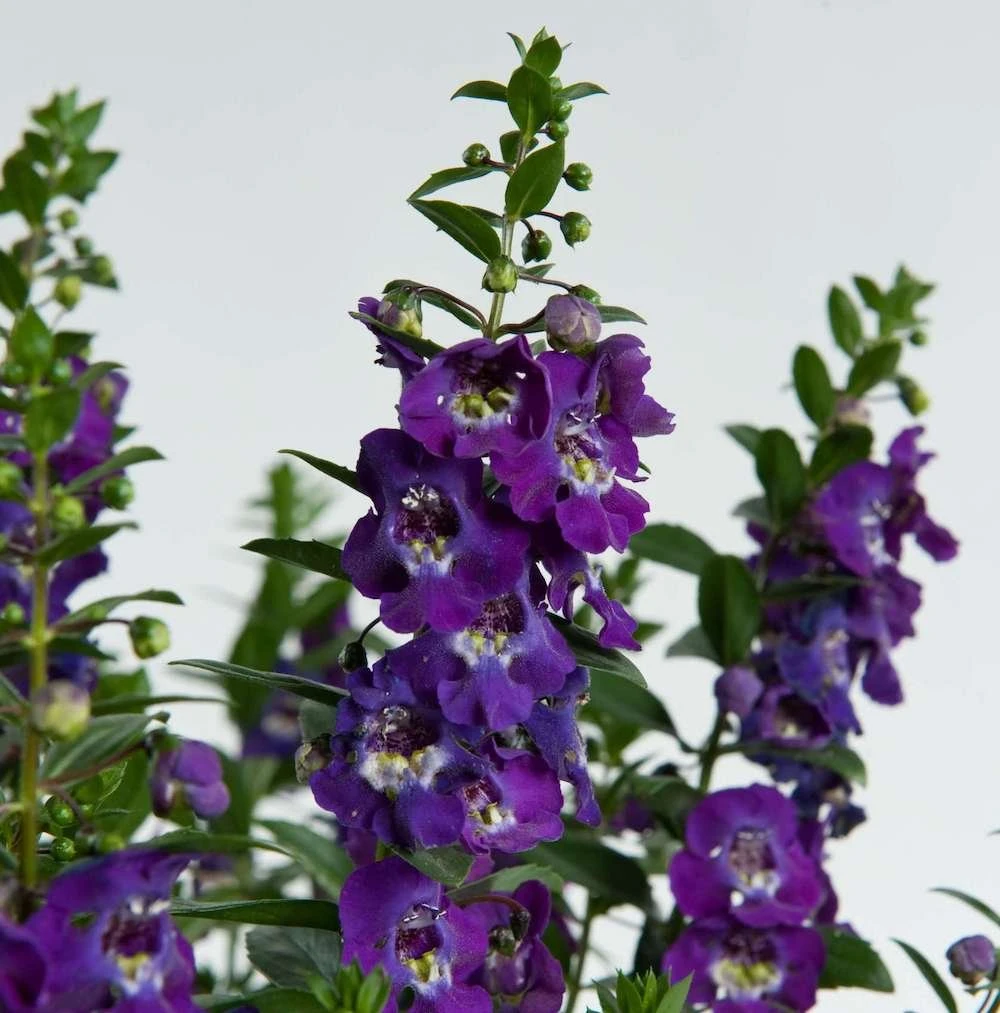 Alonia™ Big Blue Angelonia