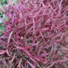 Burgundy Thread Alternanthera Plant