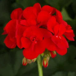 Americana™ Bright Red Zonal Geranium Plant