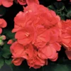 Americana™ Coral Zonal Geranium Plant