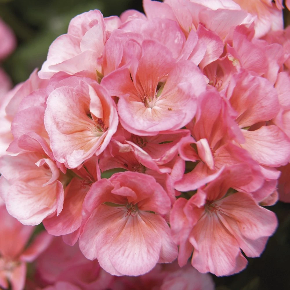 Americana™ Salmon Zonal Geranium Plant