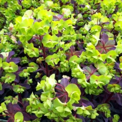 Amygdaloides Euphorbia (Spurge)