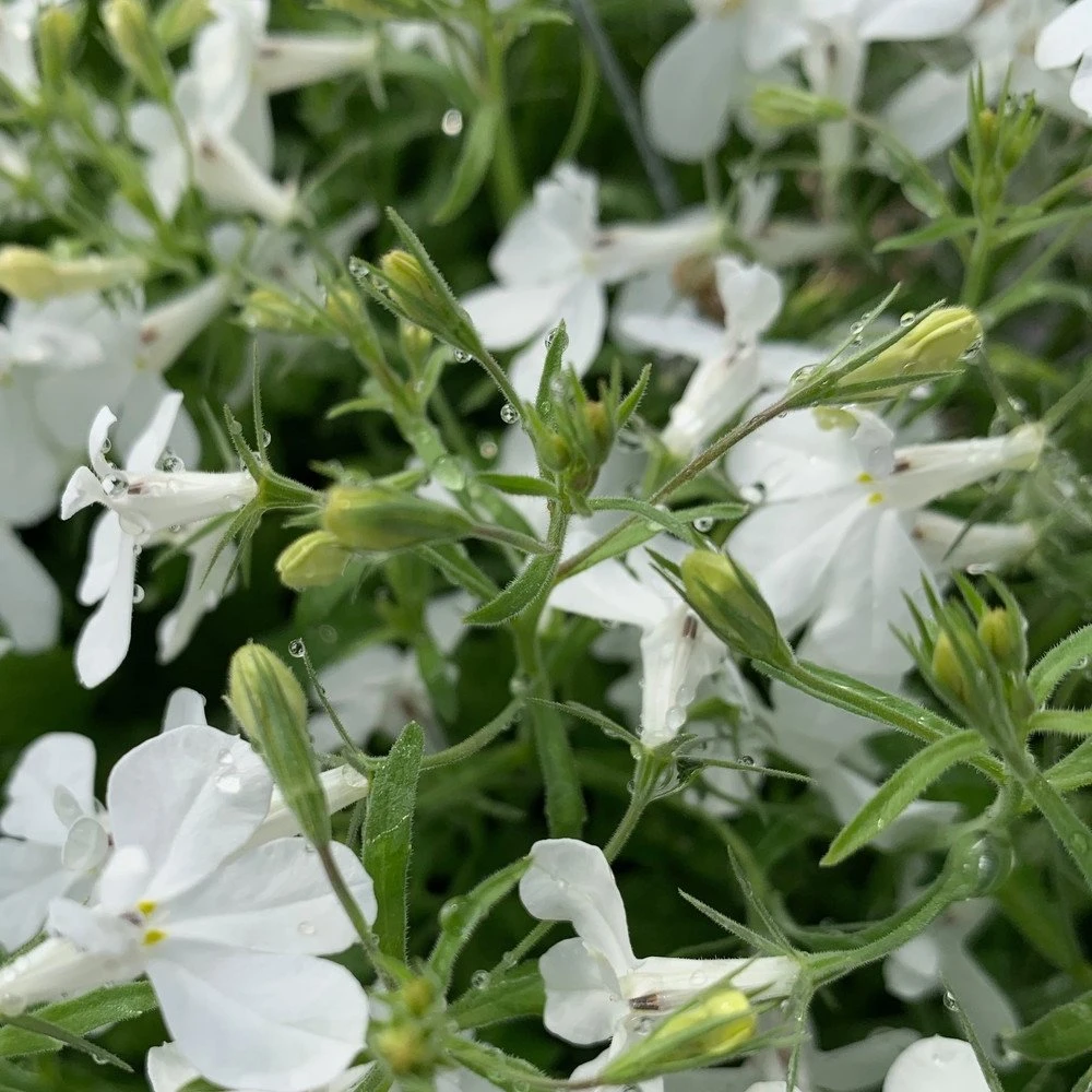 Anabelâ„¢ White Lobelia