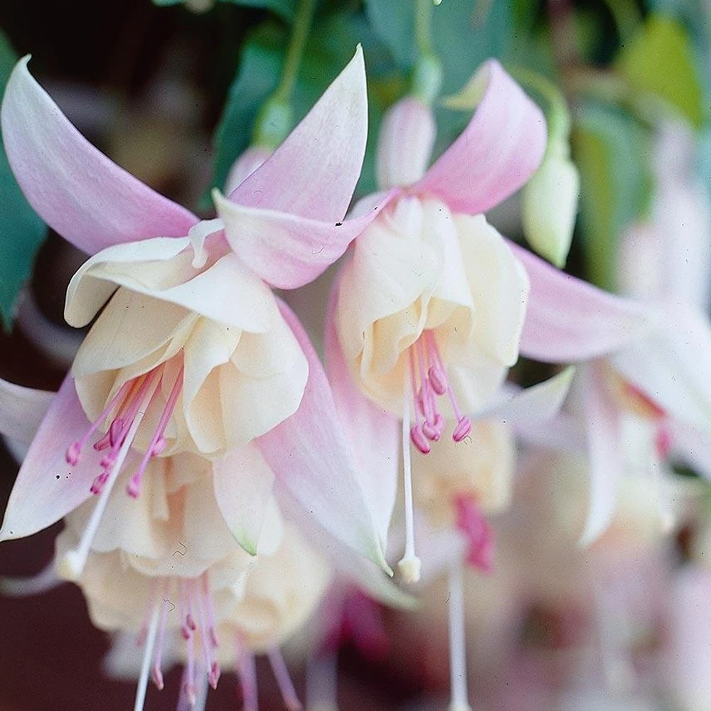 Annabelle White Fuchsia Plant