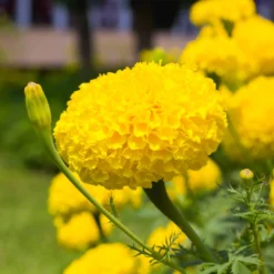 Antigua™ Yellow Marigold