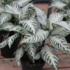 Aphelandra Snow White