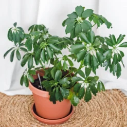 Schefflera Arboricola