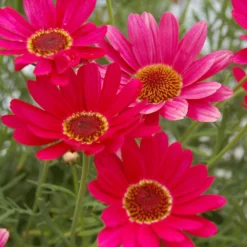 Grandaisy® Dark Pink Argyranthemum