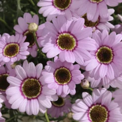 Grandaisy® Pink Halo Argyranthemum