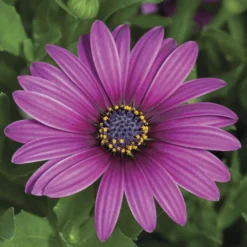 Asti™ Purple Osteospermum Plant