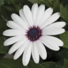 Asti™ White Osteospermum Plant