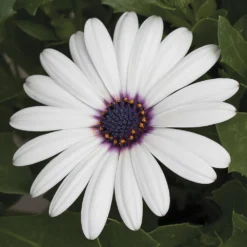 Asti™ White Osteospermum Plant