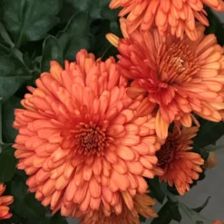 Autumn Delight Perennial Mum Plant
