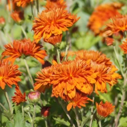 Autumn Fire Perennial Mum Plant