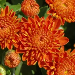 Autumn Spice Igloo Perennial Mum Plant