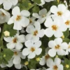 Scopia® Gulliver White Bacopa Plant