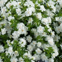 Scopia® Double Snowball Bacopa Plant