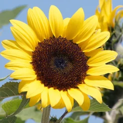 Ballad Sunflower