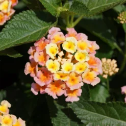 Bandana® Peach Lantana Plant