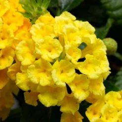Bandana® Yellow Lantana Plant