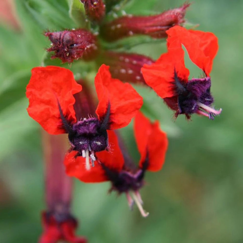 Bat Face Cuphea Plant