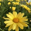 Beauty Yellow Argyranthemum