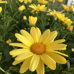 Beauty Yellow Argyranthemum