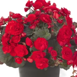Solenia® Red Improved Begonia Plant