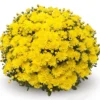 Belgian Mum® Amiko Yellow Plant
