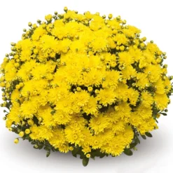 Belgian Mum® Amiko Yellow Plant