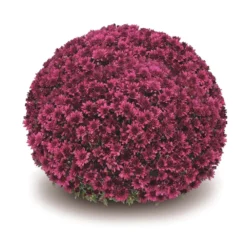 Belgian Mum® Arluno Purple Plant
