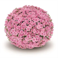 Belgian Mum® Fonti Pink Plant