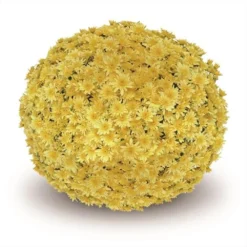 Belgian Mum® Fonti Yellow Plant