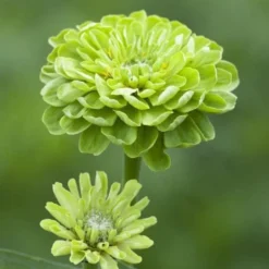 Benary's Giant Lime Zinnia