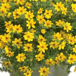 Goldilocks Rocks® Bidens Plant