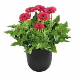 Bighorn® Patio Gerbera