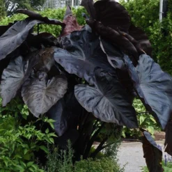 Black Coral Royal Hawaiian Colocasia