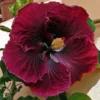 Black Dragon Cajun Hibiscus