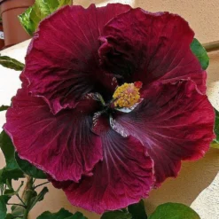 Black Dragon Cajun Hibiscus