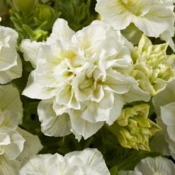 Blanket® Double Chardonnay Petunia Plant