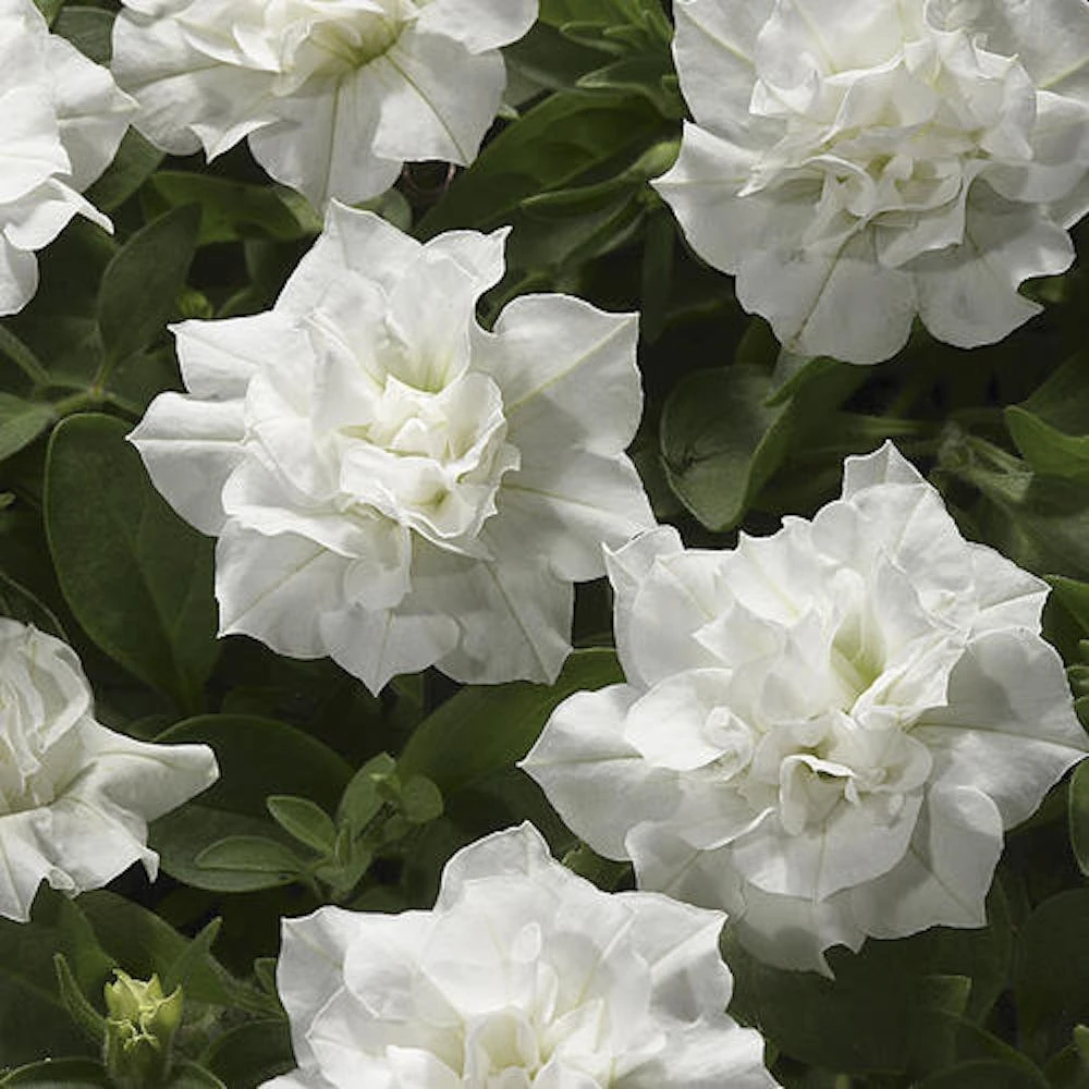BlanketĀ® Double White Petunia Plant