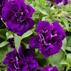 Blanket® Double Velvet Midnight Petunia Plant